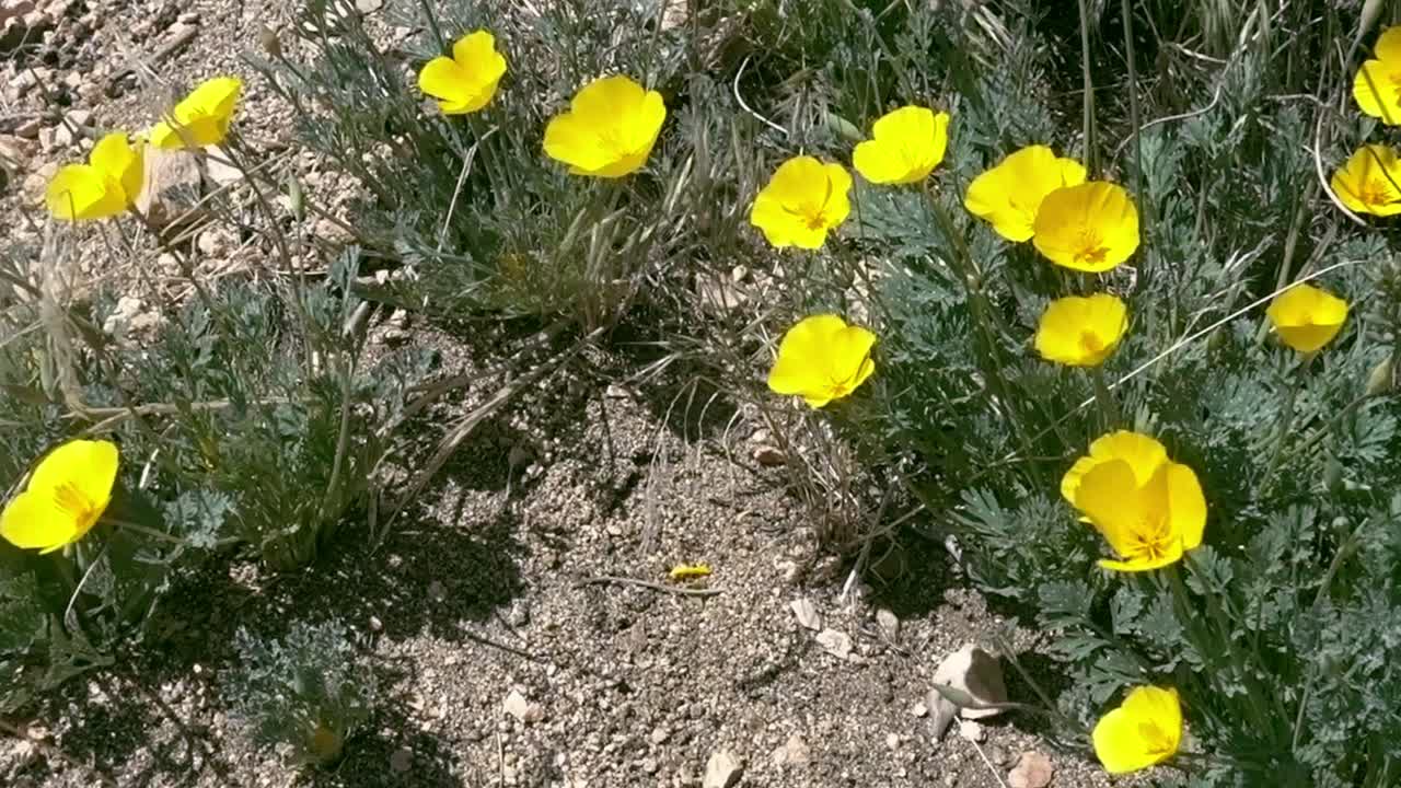 amapolas arbustivas soplando con un fuerte viento en el desierto del sur de california