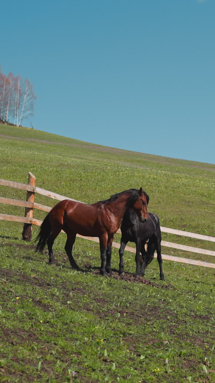 gracioso caballo de la bahía pranceando pastoreando con el rebaño en una colina empinada en cámara lenta. grupo de animales equinos en la roaming libre en el paddock de la granja de las tierras altas con valla
