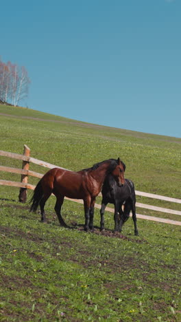 graceful bay horse prances grazing with herd on slopy hill slow motion. equine animals group at free roaming on highland farm paddock with fence