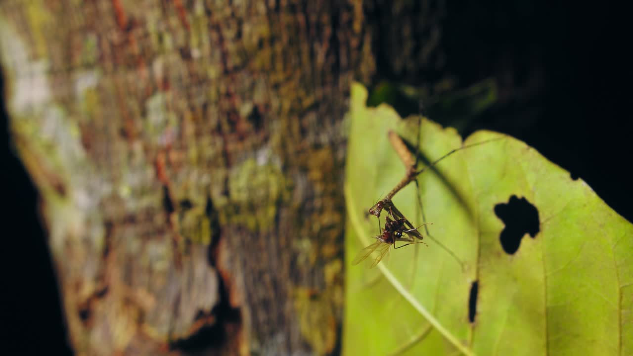 A praying mantis with its prey on a leaf in the rainforest