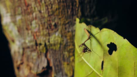 A-praying-mantis-with-its-prey-on-a-leaf-in-the-rainforest