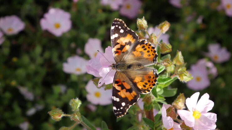 Primo piano di una farfalla vanessa del cardo che si nutre di nettare e impollina fiori rosa, per poi volare via con ali colorate.