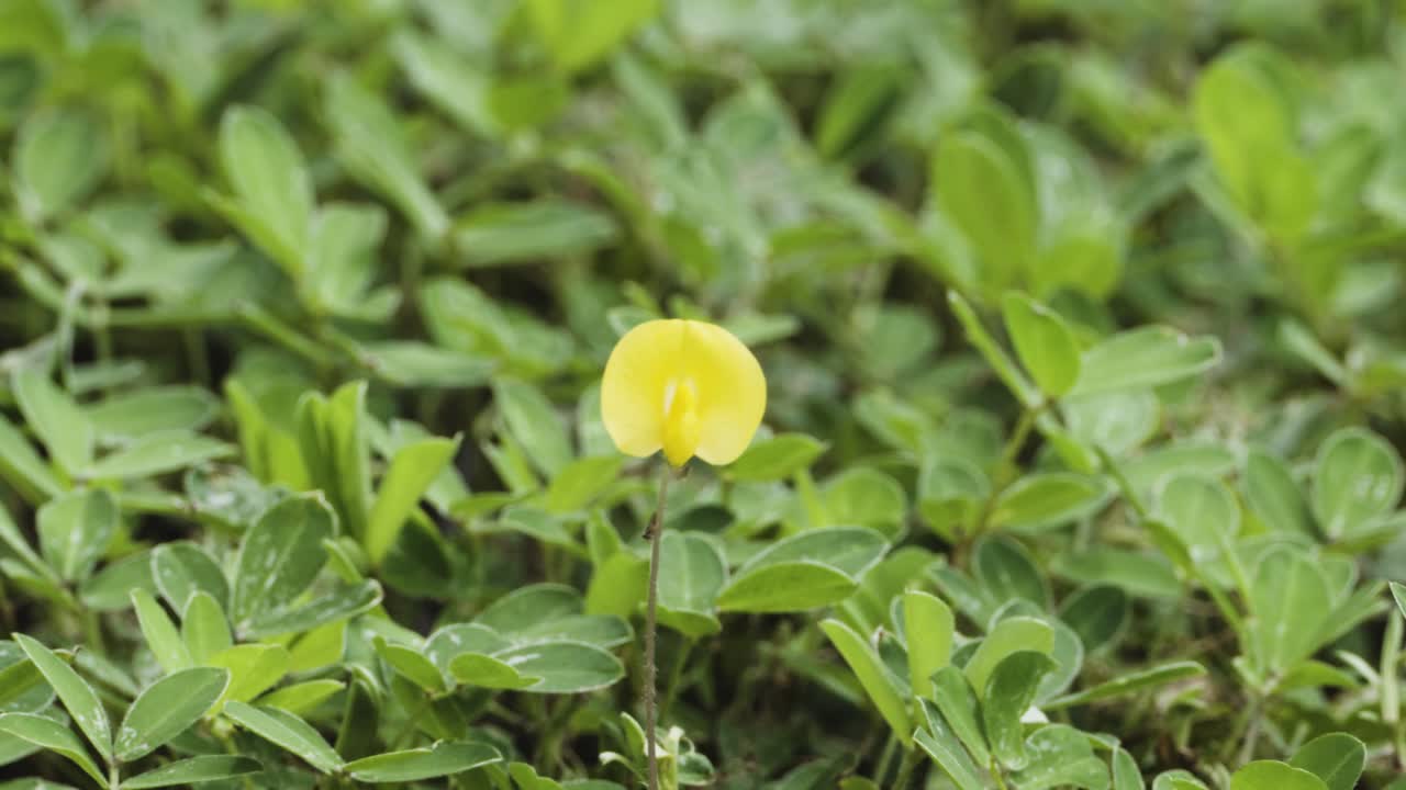 Lone yellow small tropical flower blows in the wind above a bed of rich green hedge shrubbery bushes.
