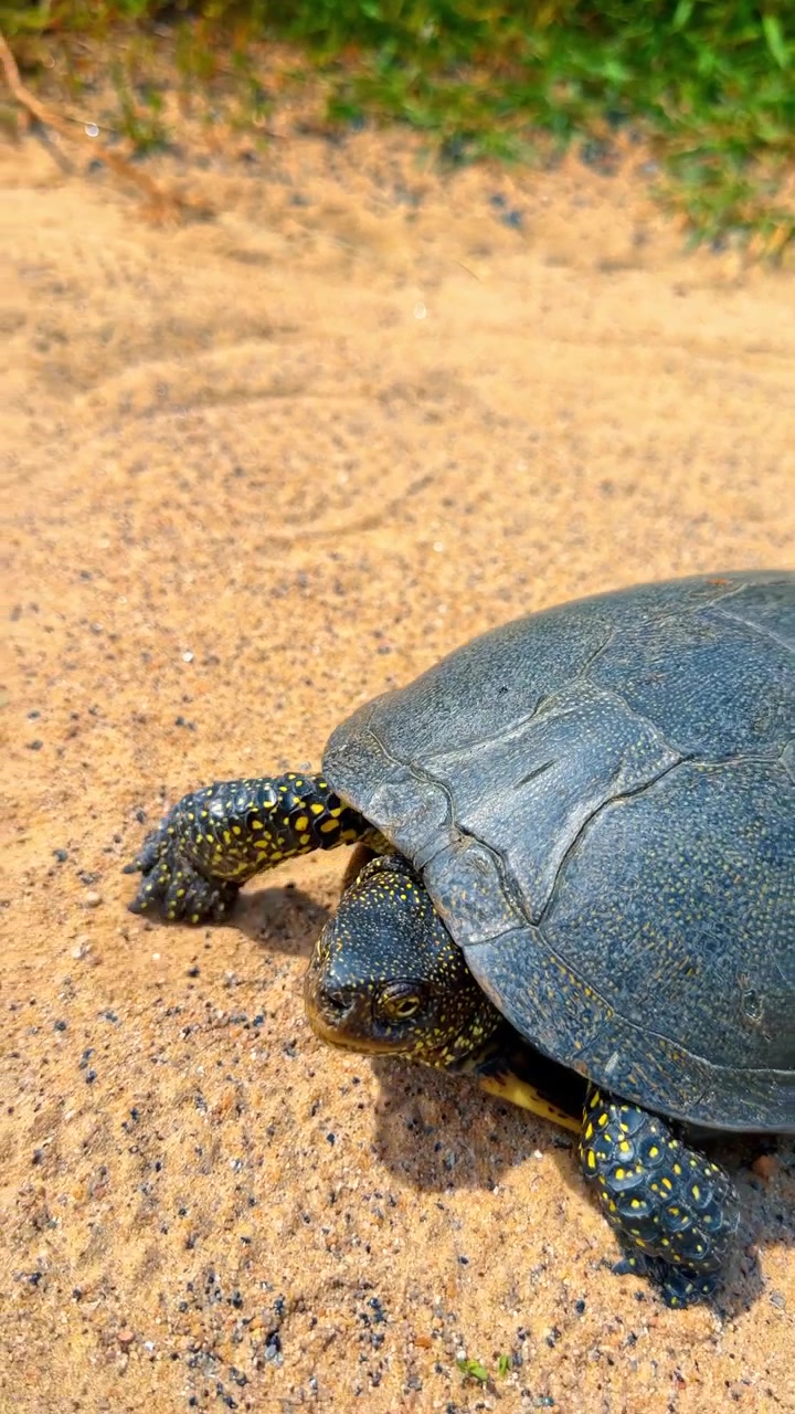 Close up of a European pond turtle head on sand. Macro view of reptile skin with yellow spots, dark textured shell, bright natural sunlight, outdoor.