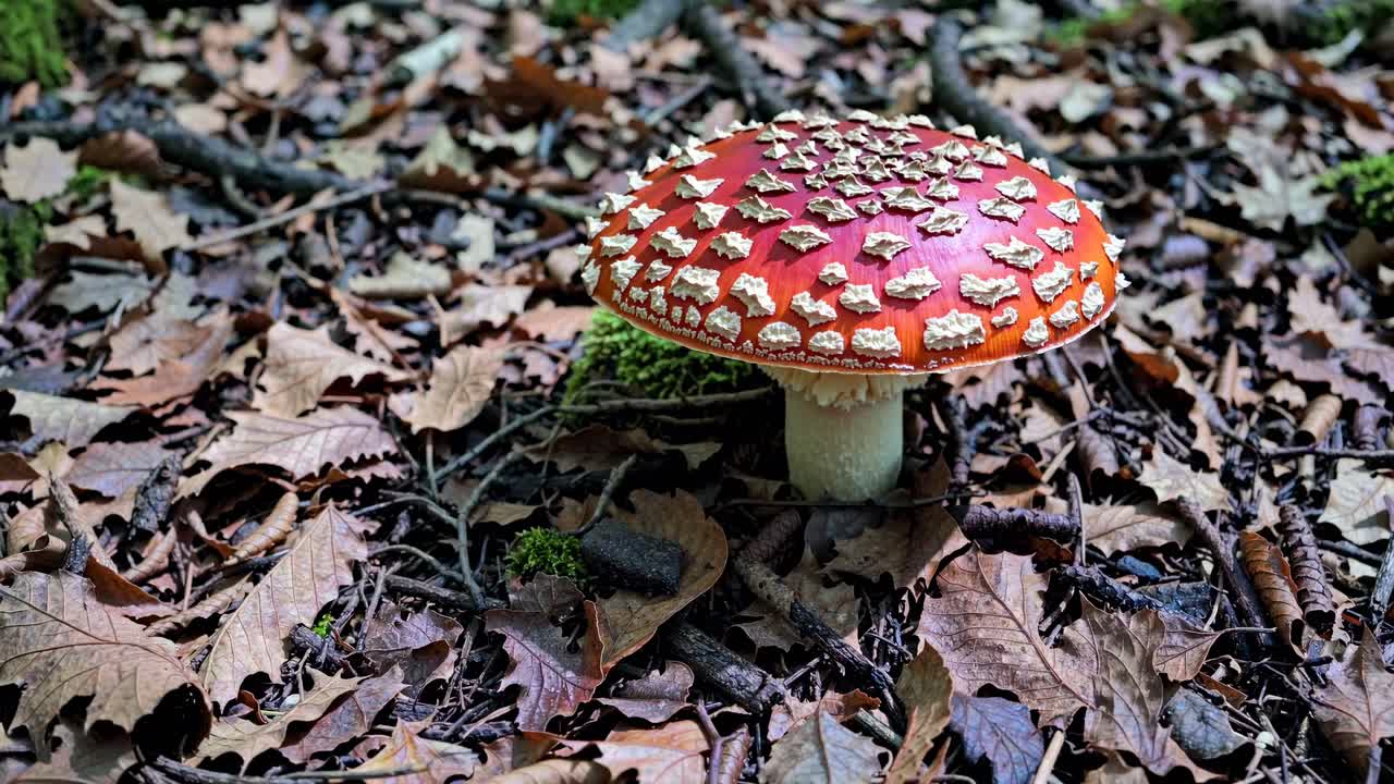 Close-up video of a vibrant red mushroom with white spots, shot from a low angle