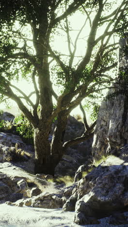 majestic tree stands serenely amidst rocky landscape under bright sunlight