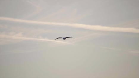 Bird-Gliding-In-The-Atmosphere-Against-Foggy-Landscape