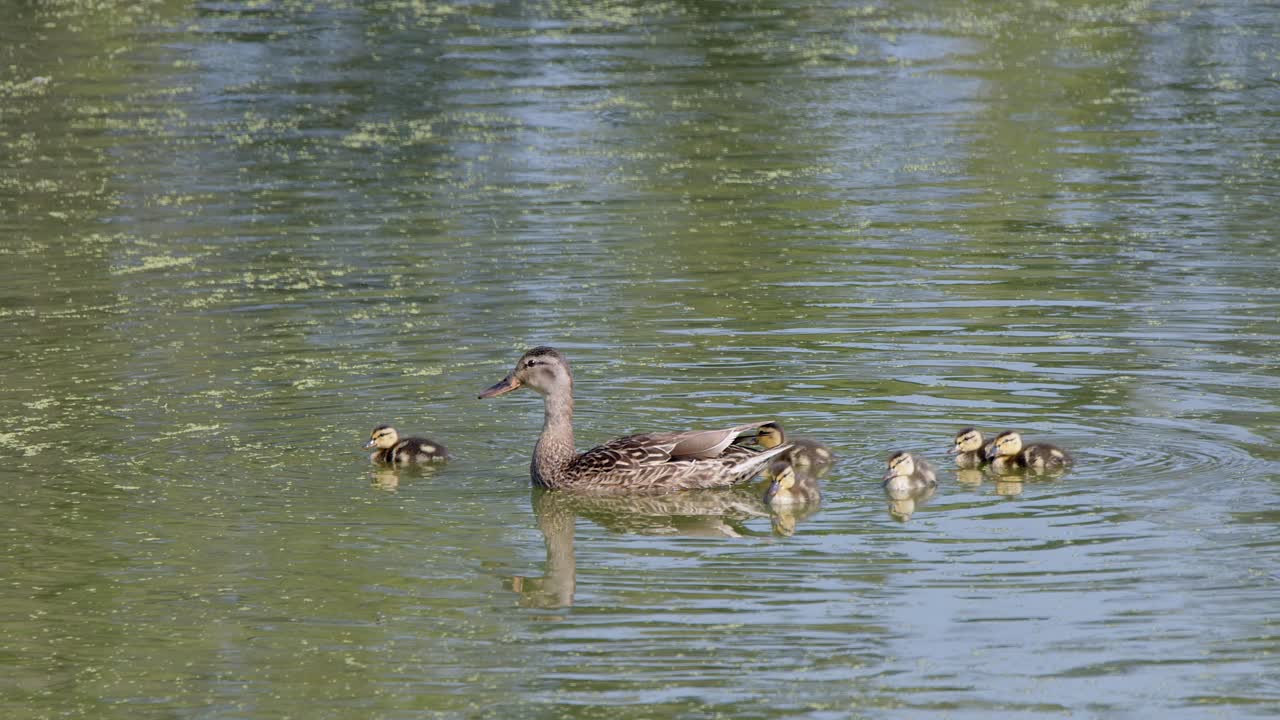 Cute Mallard duck family, one adorable duckling swims ahead to eat