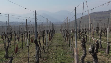 tiro inclinado a través de las plantas del viñedo durante el período de invierno en alsacia, francia
