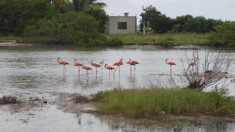 group of flamingos near the road