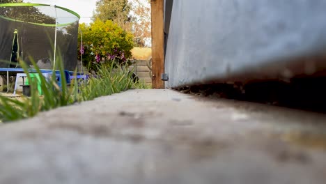 curious-cat-walking-towards-camera