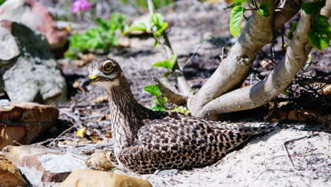 fotografía de perfil de un pájaro de rodilla gruesa con manchas territoriales sentado en su nido