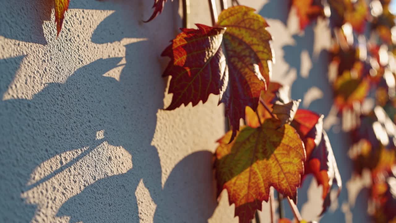 Video captures autumn leaves casting shadows on a textured wall, highlighting nature's beauty