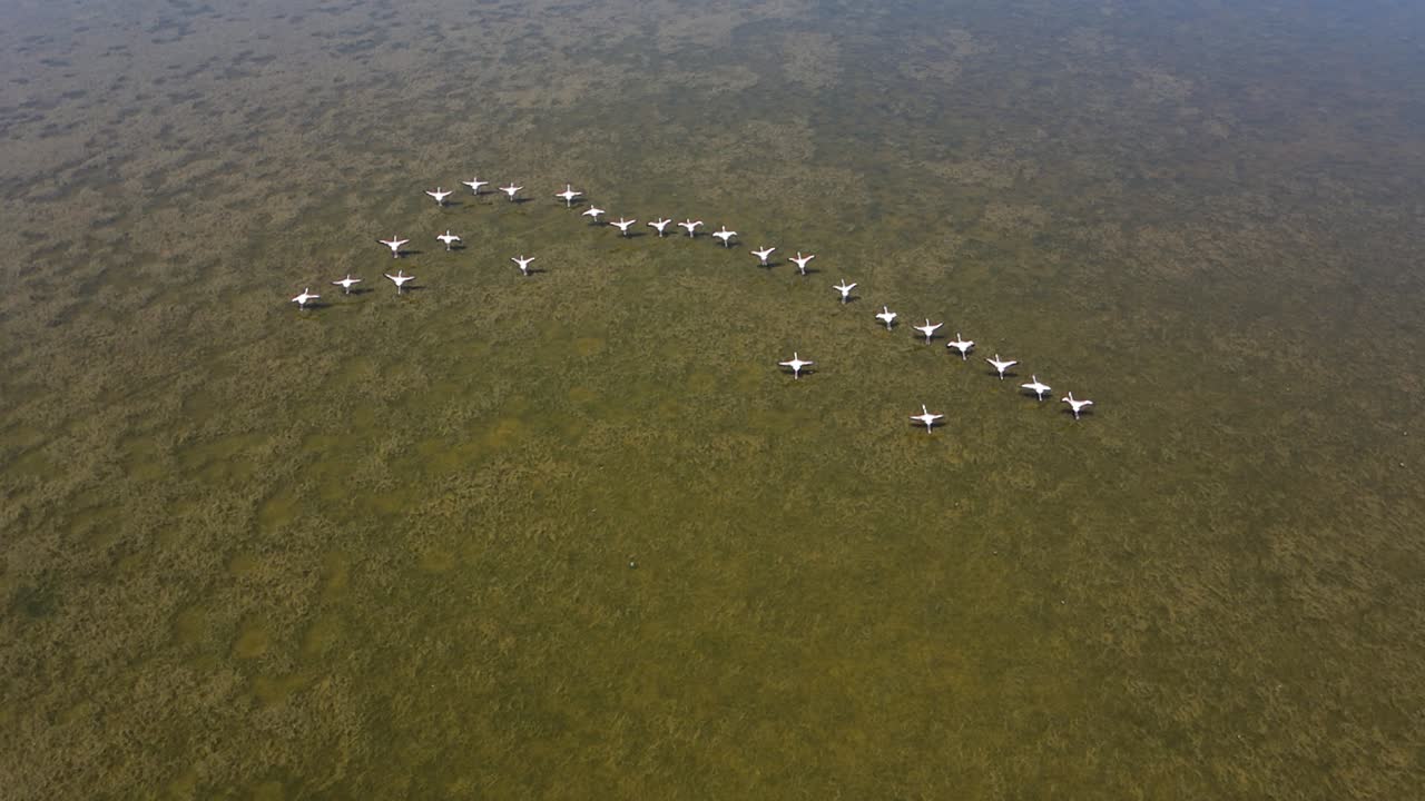 자연 호수 조류