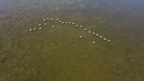 Pájaros-Del-Lago-Natural