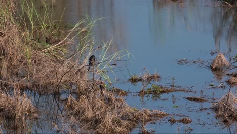 Looking-to-the-left-as-seen-from-its-back-from-a-higher-vantage-point-at-a-swamp,-Little-Cormorant-Microcarbo-niger,-Thailand