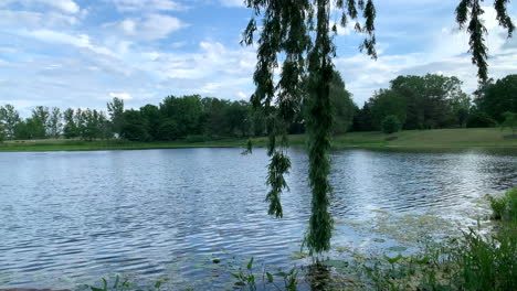 Schöner-Weidenzweig,-Der-An-Einem-Sommertag-Mit-Einem-Teich-Im-Hintergrund-Schwankt