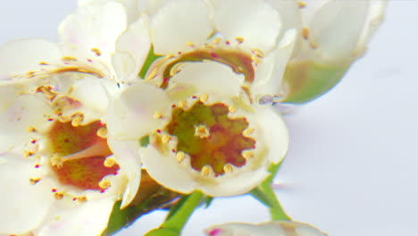 close-up of delicate white flowers