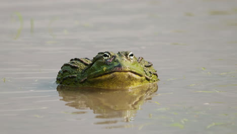 Riesiger-Männlicher-Afrikanischer-Ochsenfrosch-Im-Wasser-Während-Der-Regenzeit-Im-Zentralen-Kalahari-Wildreservat,-Botswana