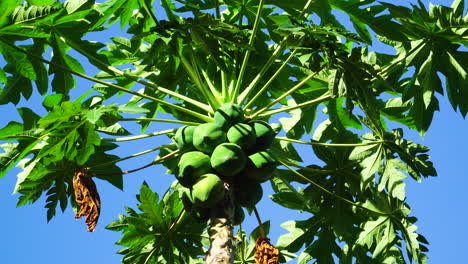 low angle static shot of papaya plant and unripe fruits