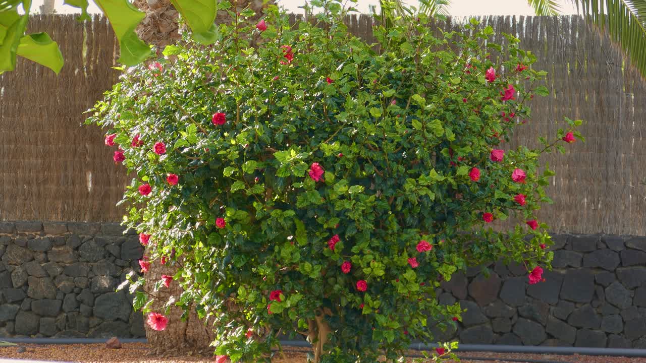 Bushy flowering plant with reddish blossoms in front of stone wall and bamboo fence.