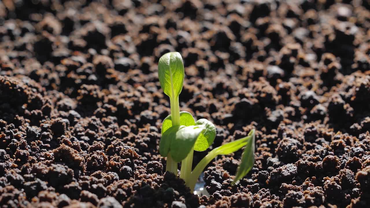 Close-up video of a small green sprout emerging from dark soil, captured from a low angle