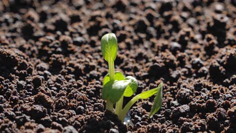 Close-up video of a small green sprout emerging from dark soil, captured from a low angle