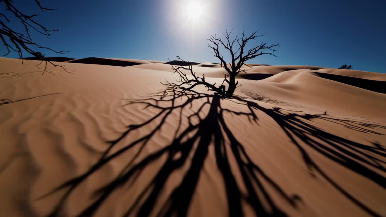 Desert Landscape with Bare Trees and Shadows