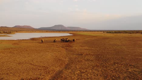 Incredible-drone-aerial-over-a-huge-family-herd-of-African-elephants-moving-through-the-bush-and-savannah-of-Africa-Erindi-Park-Namibia-1