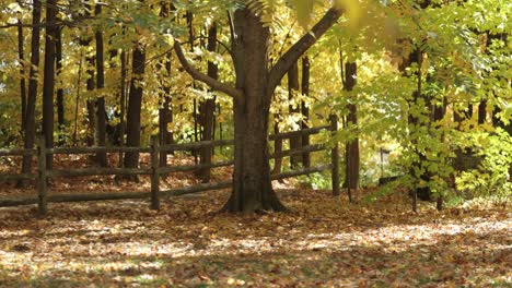 elegant fall day at a farm yard in gatineau quebec with the leaves turning colors