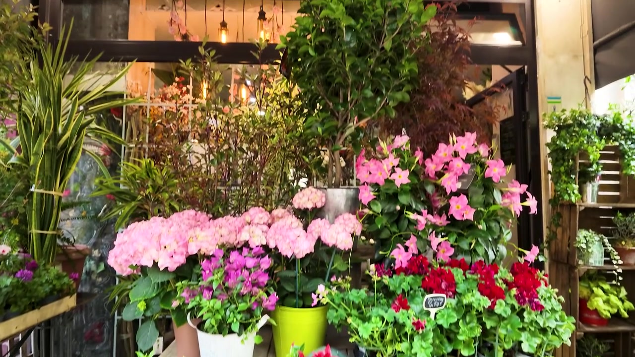 パリのフラワーショップの外にある鮮やかな鉢植えの花々や植物をワイドショットでパンする。