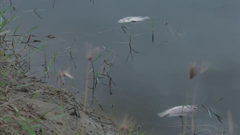 close up footage of dead nile tilapia fish floating on the water