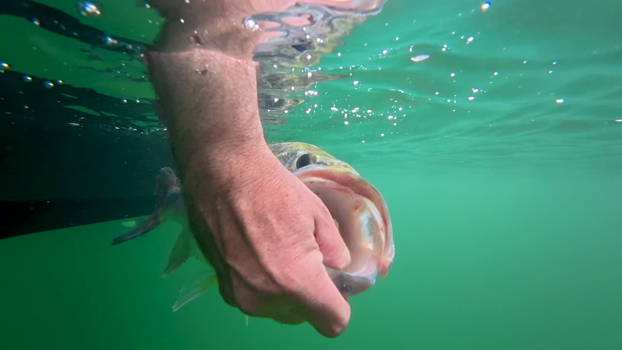 Underwater release of a largemouth bass