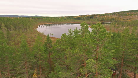 Towering-Pine-Trees-In-The-Forest-With-Calm-Lake-In-The-Distance-In-Sweden