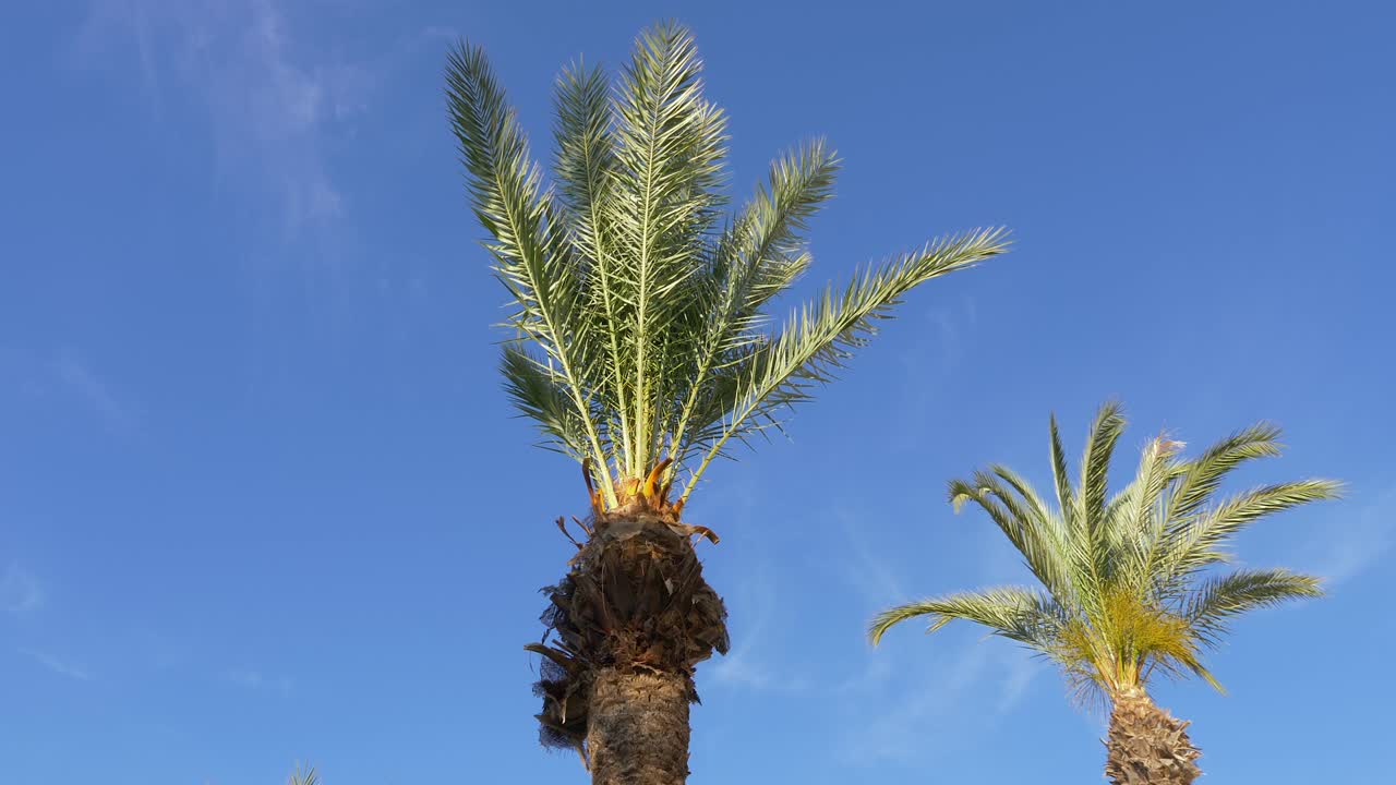 Crowns of two palm trees against blue cloudless sky