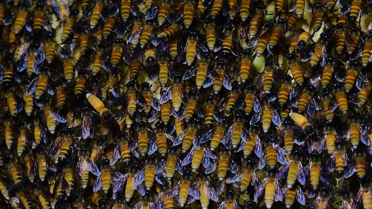 se sabe que las abejas melíferas gigantes construyen grandes colonias de nidos con bolsillos simétricos hechos de cera para almacenar miel como fuente de alimento.