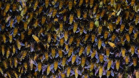 Se-Sabe-Que-Las-Abejas-Melíferas-Gigantes-Construyen-Grandes-Colonias-De-Nidos-Con-Bolsillos-Simétricos-Hechos-De-Cera-Para-Almacenar-Miel-Como-Fuente-De-Alimento.