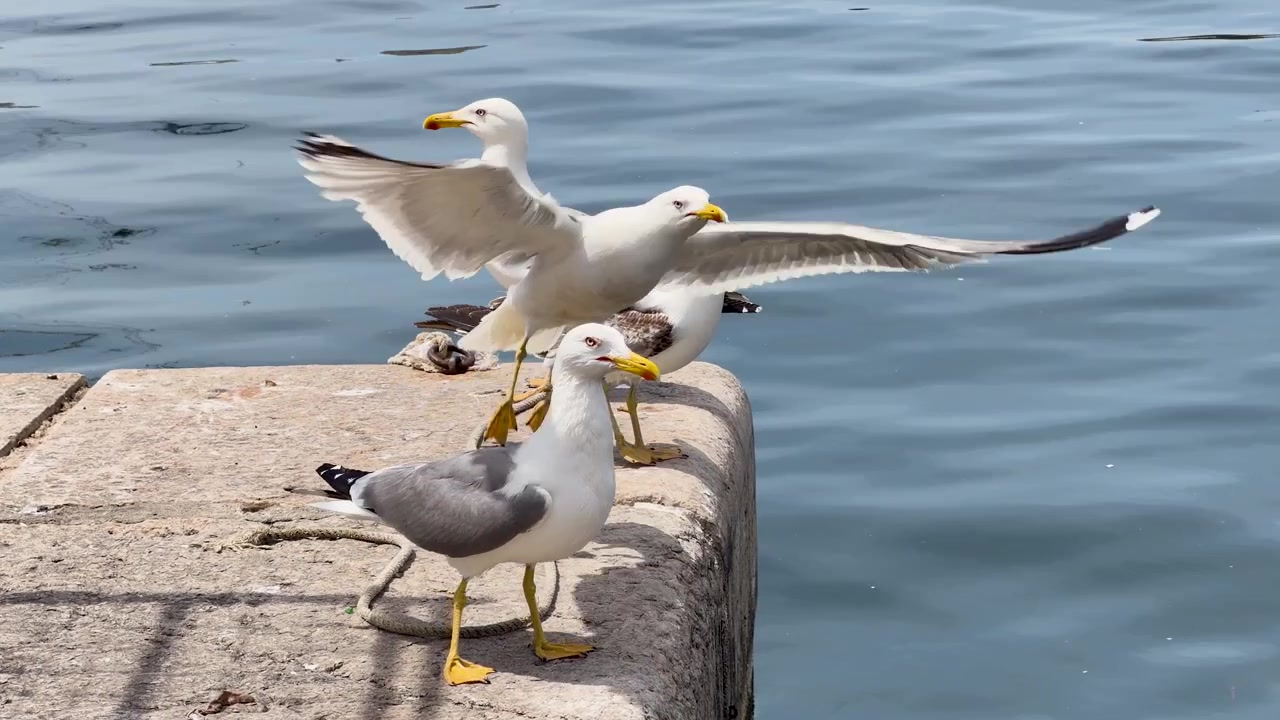 Gaivotas europeias pousam em um cais costeiro com vista para as águas azuis do Mar Mediterrâneo