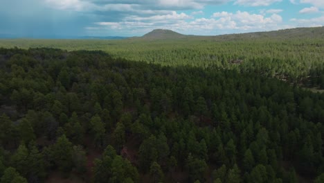 Evergreen-Landscape-Of-Sweeping-Tree-Forest-In-Summertime