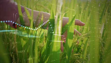 mujer agricultora mujer tocando con la mano el campo de arroz plantación de cultivos al sol con infografías gráficos de datos de agrotecnología para tecnología agrícola de precisión moderna que mejora la eficiencia y la producción