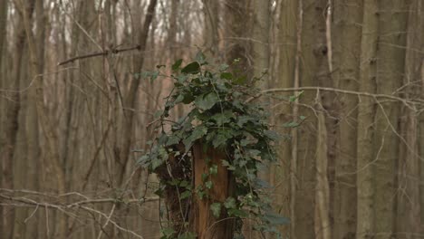 Bosque-épico,-árboles,-Ramas,-Hojas,-Raíces,-Sol,-Nubes