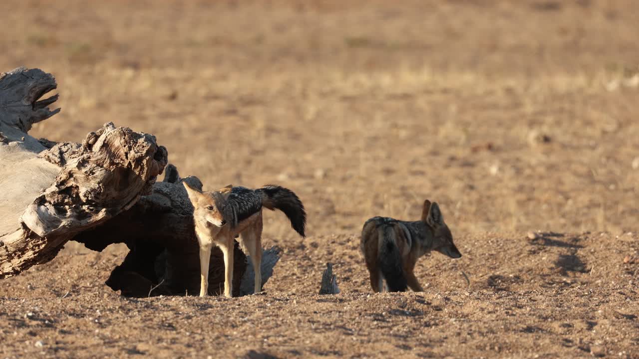A black-backed jackal peeing on a fallen log before following his partner, Tuli Botswana.
