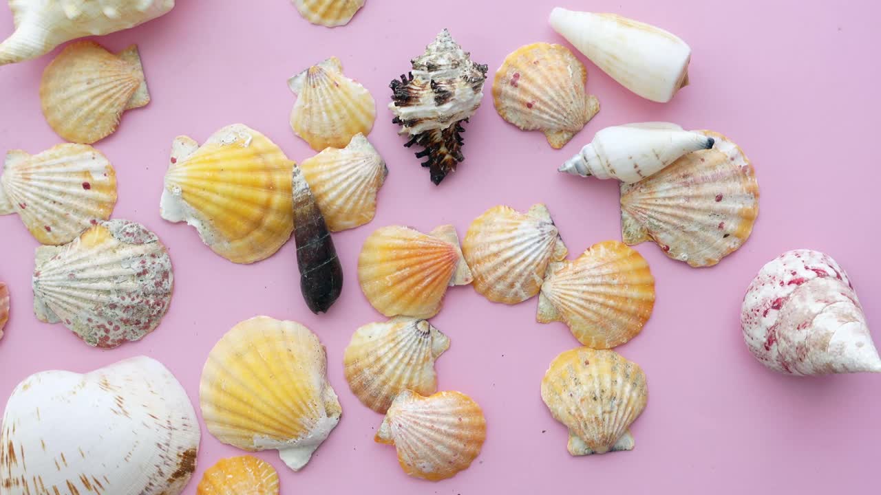 Seashells on a Pink Background