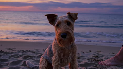 a dog on a beach at sunset