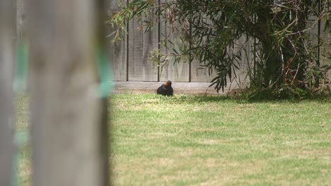 Mirlo-Común-Tomando-El-Sol-Sentado-Quieto-En-La-Hierba-En-El-Jardín-Durante-El-Día-Caliente-Australia-Maffra-Gippsland-Victoria-Cámara-Lenta