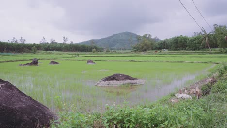 Vista-Panorámica-De-Impresionantes-Y-Tradicionales-Campos-De-Arroz-Con-Montañas-Y-Búfalos-De-Agua-En-Asia