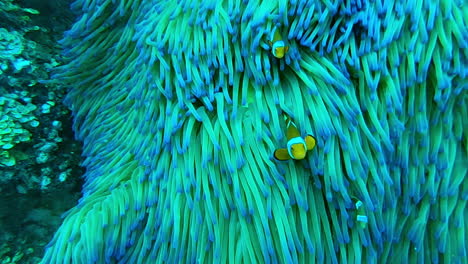 clownfish in anemone