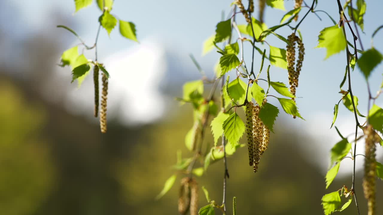 Close up on Birch tree leaves and flowers. Birch belongs to the Genus Betula and can provoke strong allergies with pollen.