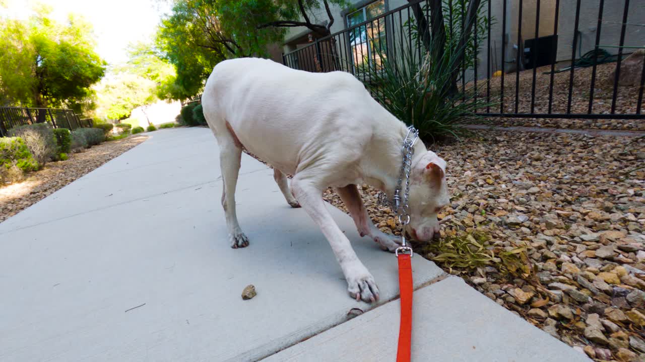 Slow motion dog sniffs around in the rocks