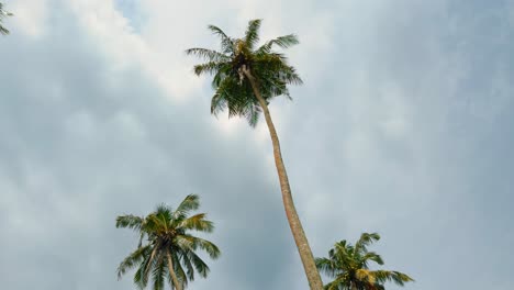 altas palmeras bajo un cielo nublado